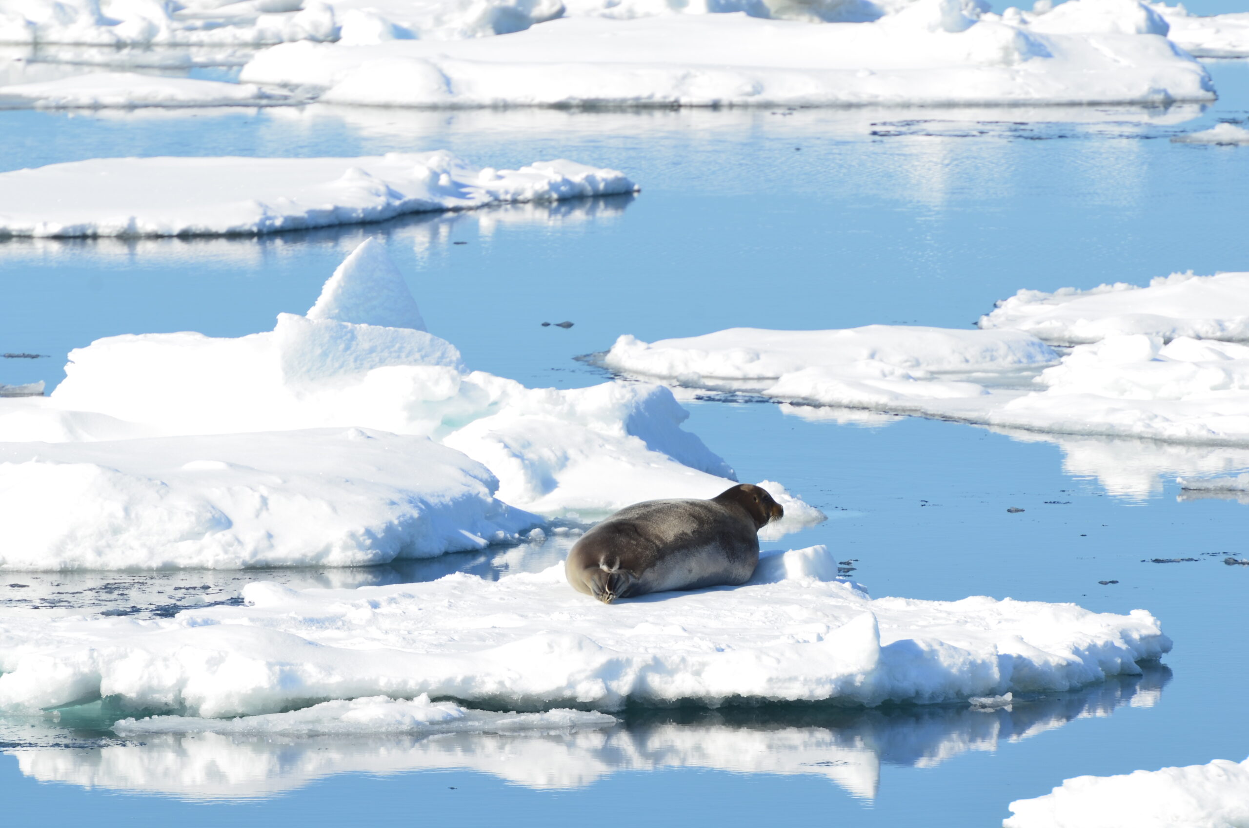 News Articles Svalbard Global Seed Vault