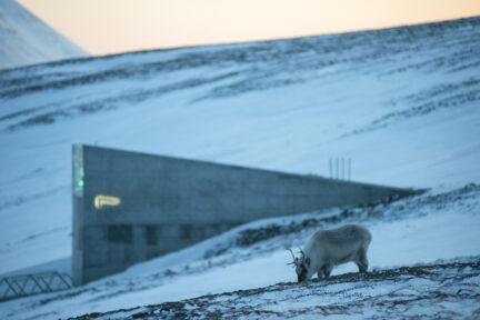 Svalbard Global Seed Vault A Site About Seeds