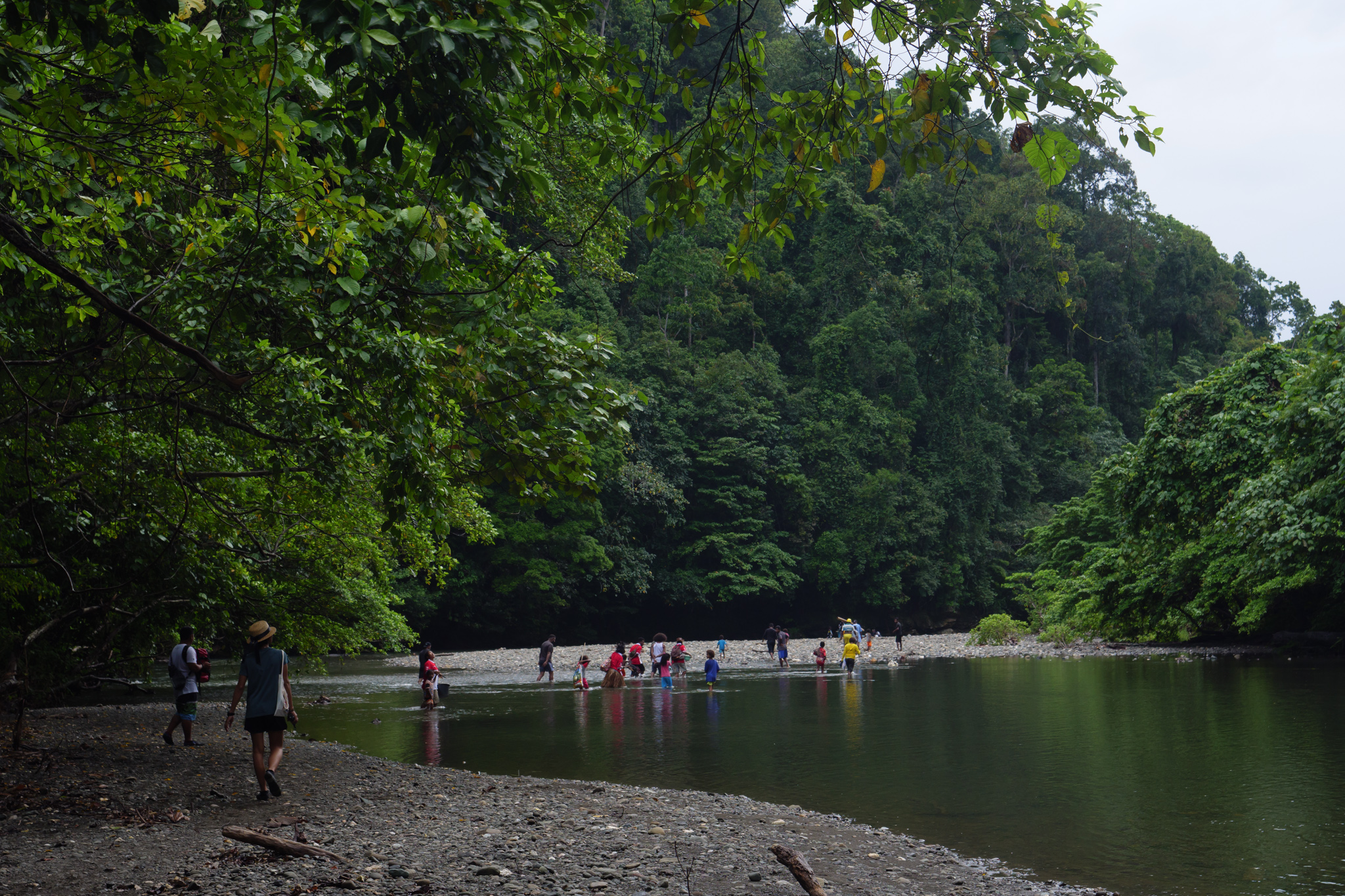 Indonesia Rainforest