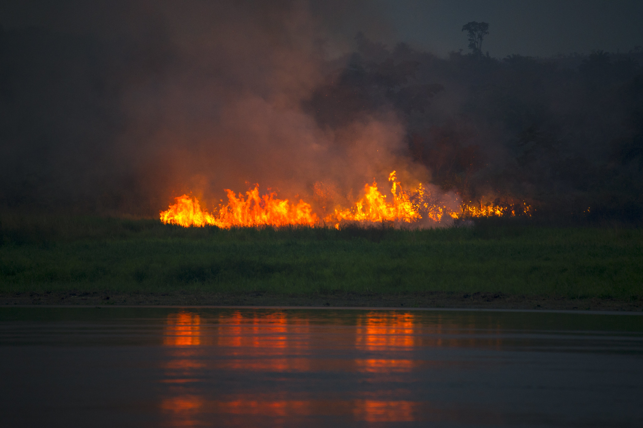 Burning forest