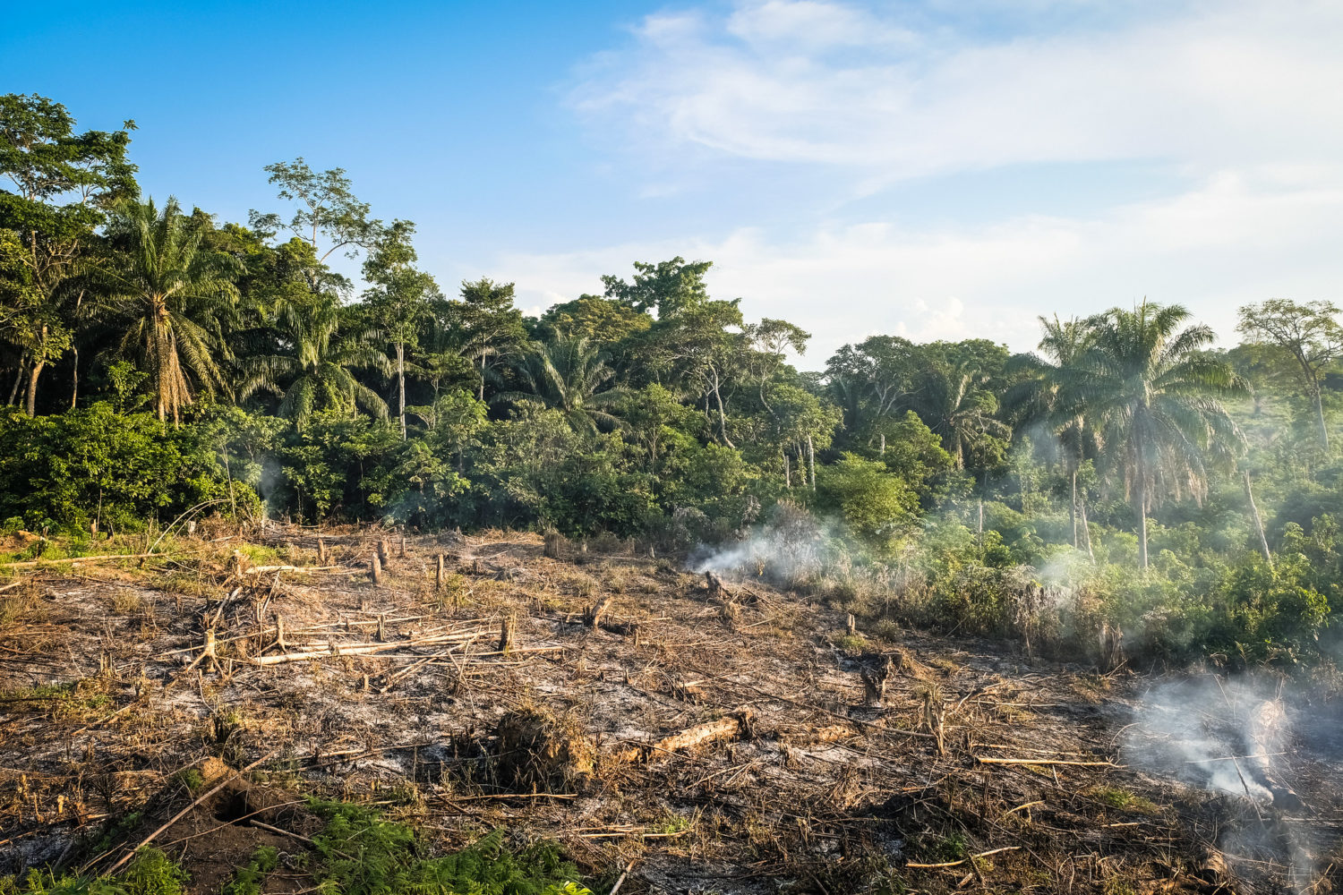 The Congo Basin NICFI