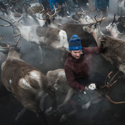 This file photo taken on October 27, 2016 shows a Sami man from the Vilhelmina Norra Sameby, catches a reindeer during a gathering of his reindeers herd for selection and calf labelling on October 27, 2016 near the village of Dikanaess, about 800 kilometers north-west of the capital