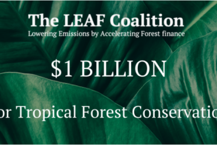 The LEAF coalition has mobilized $1 billion USD to protect the world's rainforests. Photo: LEAF.