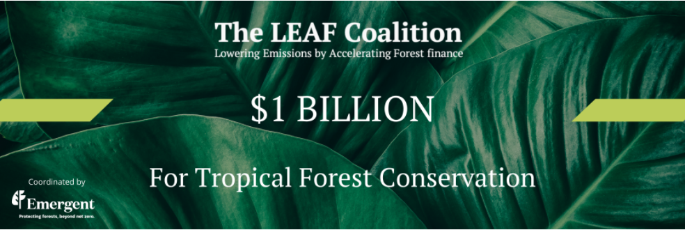 The LEAF coalition has mobilized $1 billion USD to protect the world's rainforests. Photo: LEAF. 