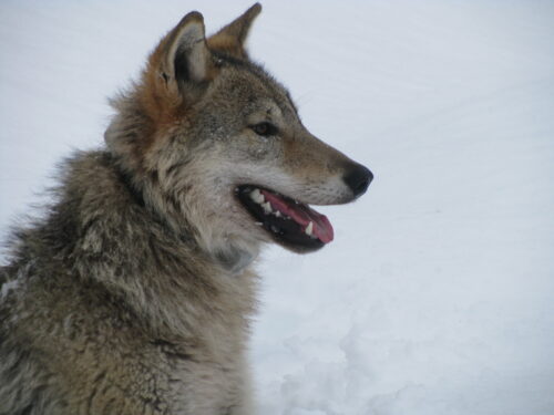 Bilde av ulv fra GRENSEVILT