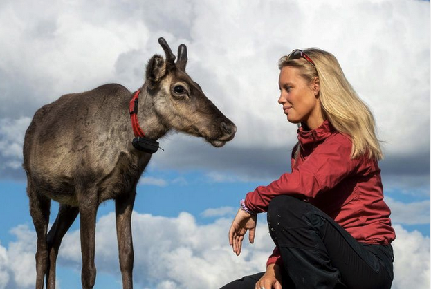 et reinsdyr og en kvinne