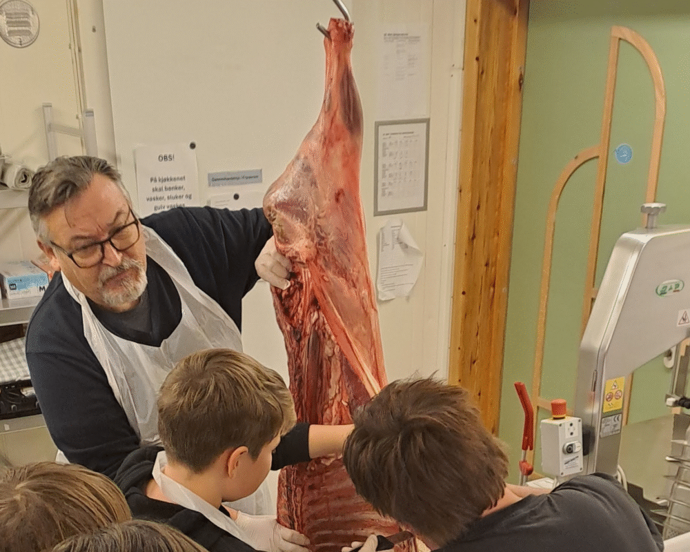 Svein Leiros lærer elevar å partere og salte lammekjøtt - sjøsamisk kunnskap