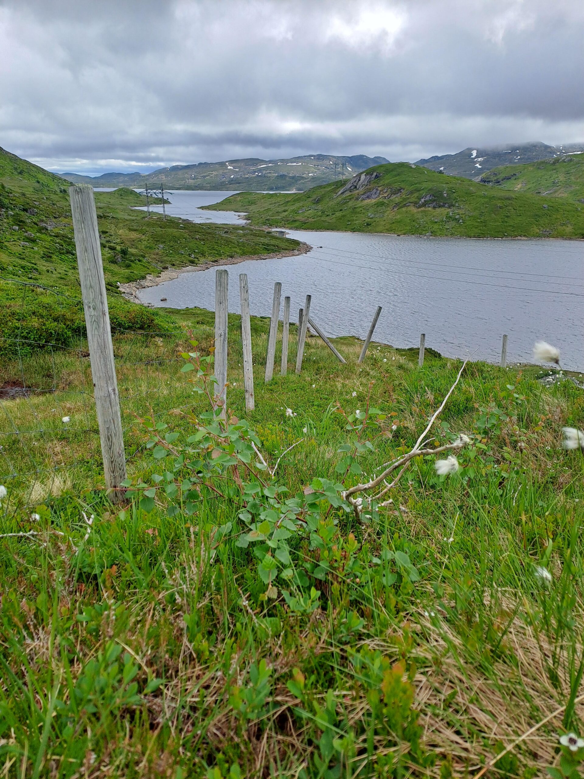 bilde av skog og vann - karbonfangst og biologisk mangfold