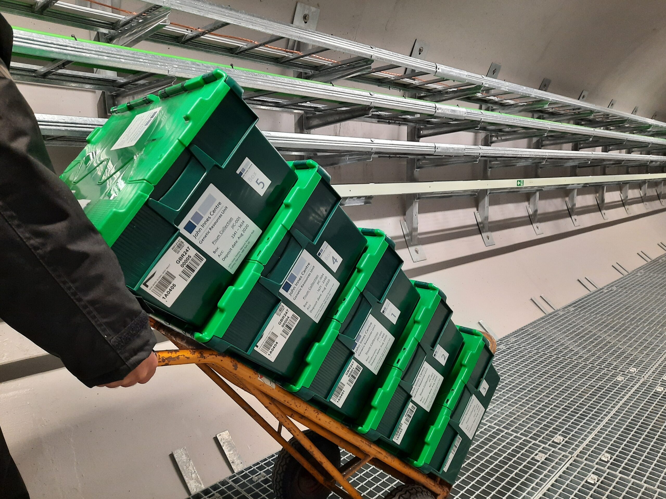 Nearly 3,000 pea samples from UK deposited in the Seed Vault