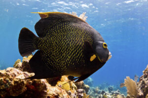 fisk